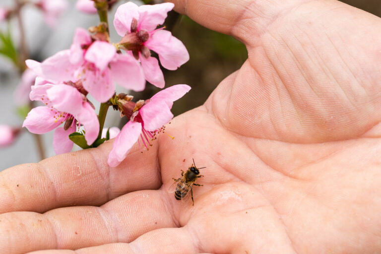 bienenstich.jpg Eine Hand hält eine Biene neben pinken Blütenzweigen, die in voller Blüte stehen.